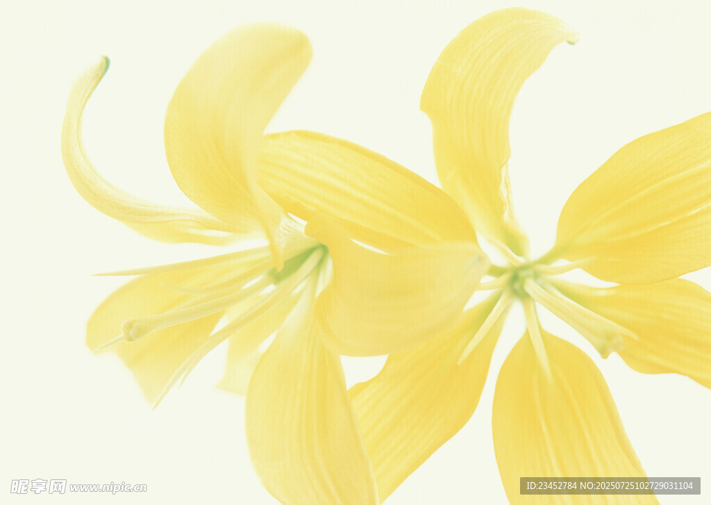 黄色优雅百合花绽放