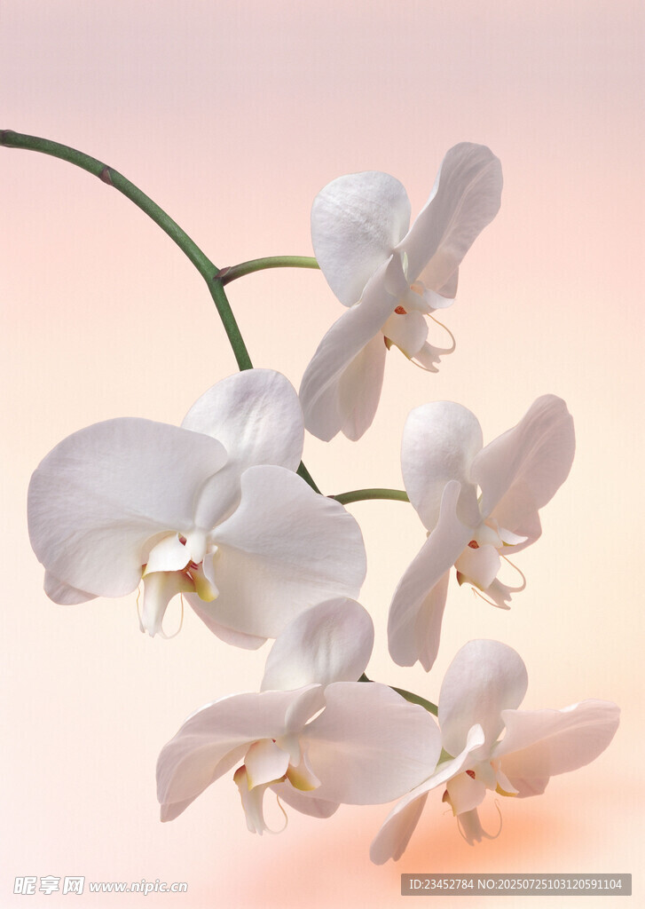 优雅白色兰花绽放