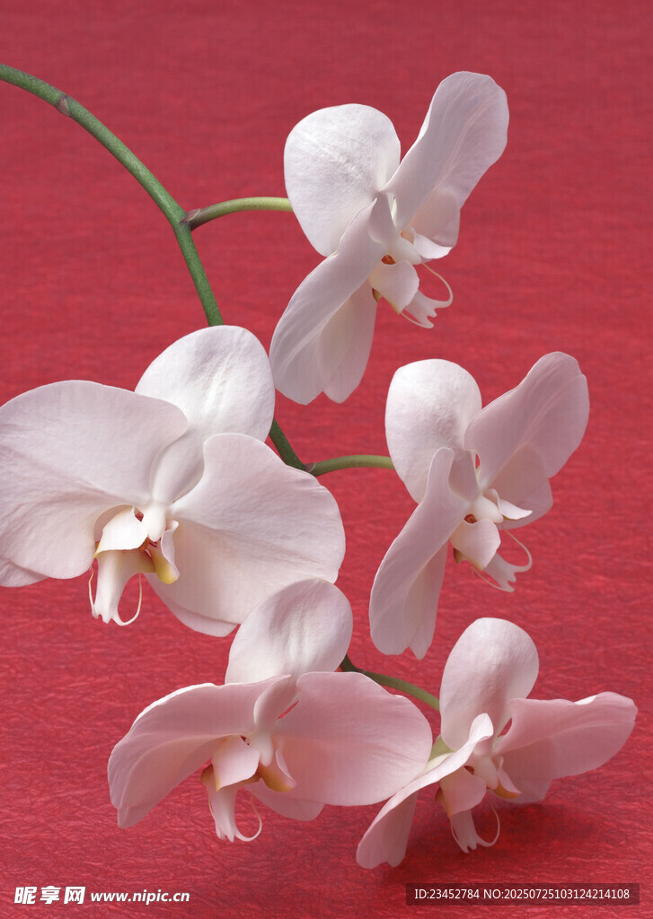 粉色蝴蝶兰绽放于红背景