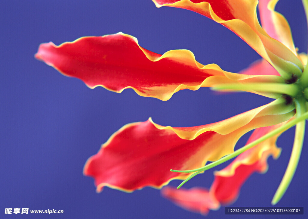 艳丽多彩的花瓣特写