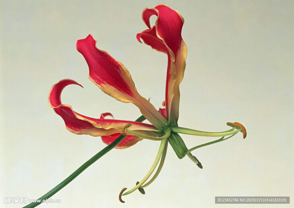 艳丽红色忽地笑花朵