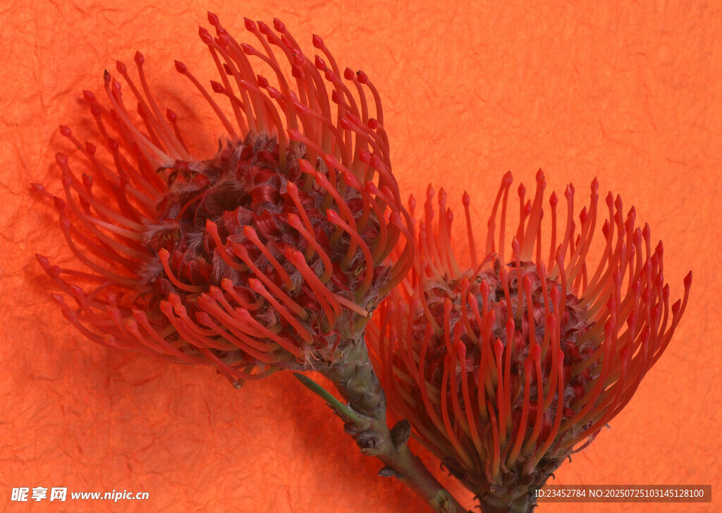 橙背景上的红色针垫花