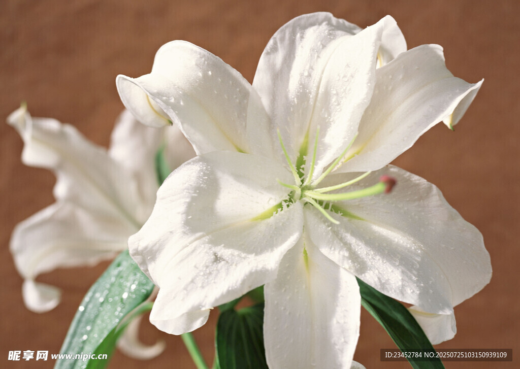 纯洁白百合花绽放