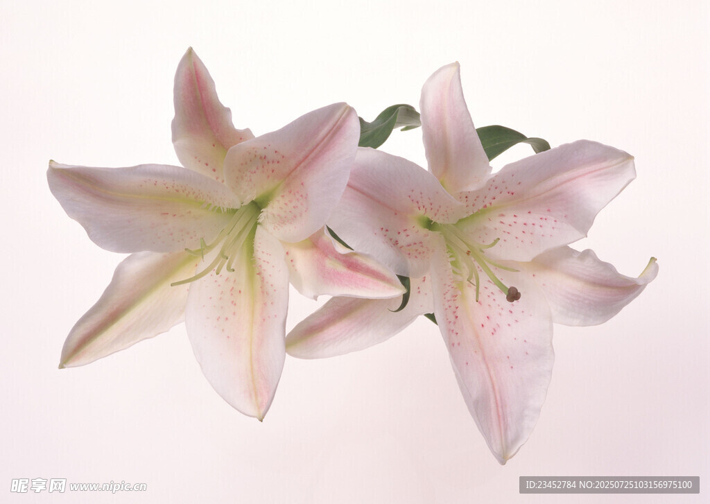 粉色优雅百合花