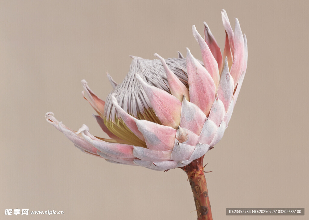 粉色帝王花特写