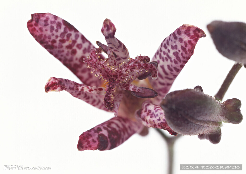 奇异斑点兰花特写