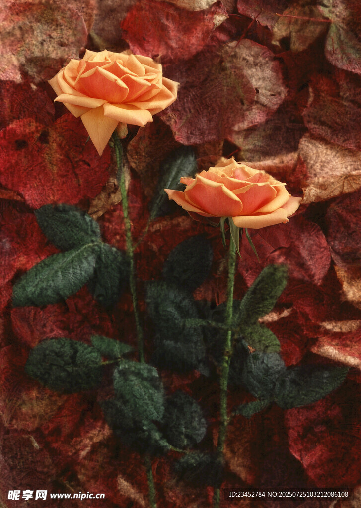 两朵橙玫瑰置身红叶间