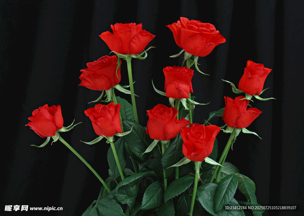 鲜艳红玫瑰绽放