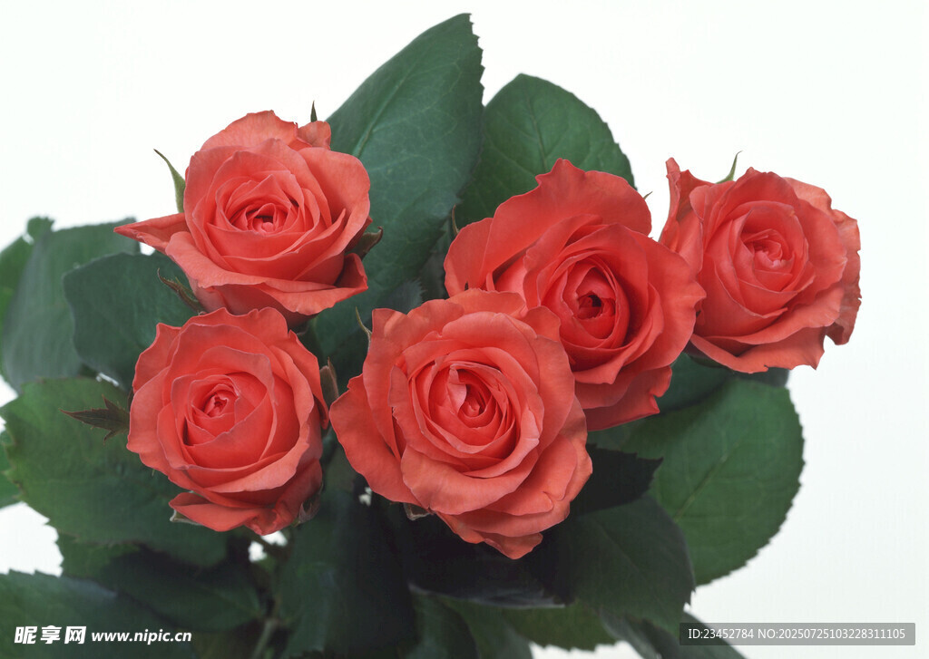 鲜艳红玫瑰绽放绿叶间