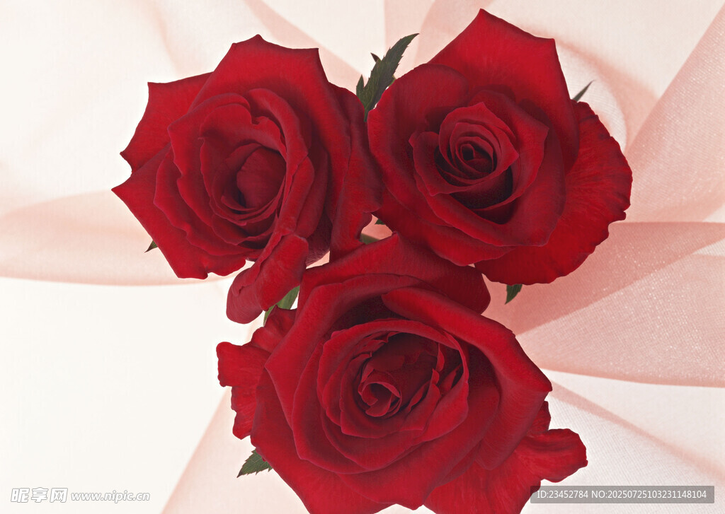 三朵娇艳红玫瑰