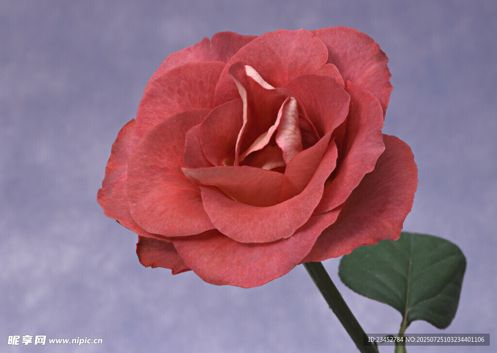 娇艳红玫瑰特写