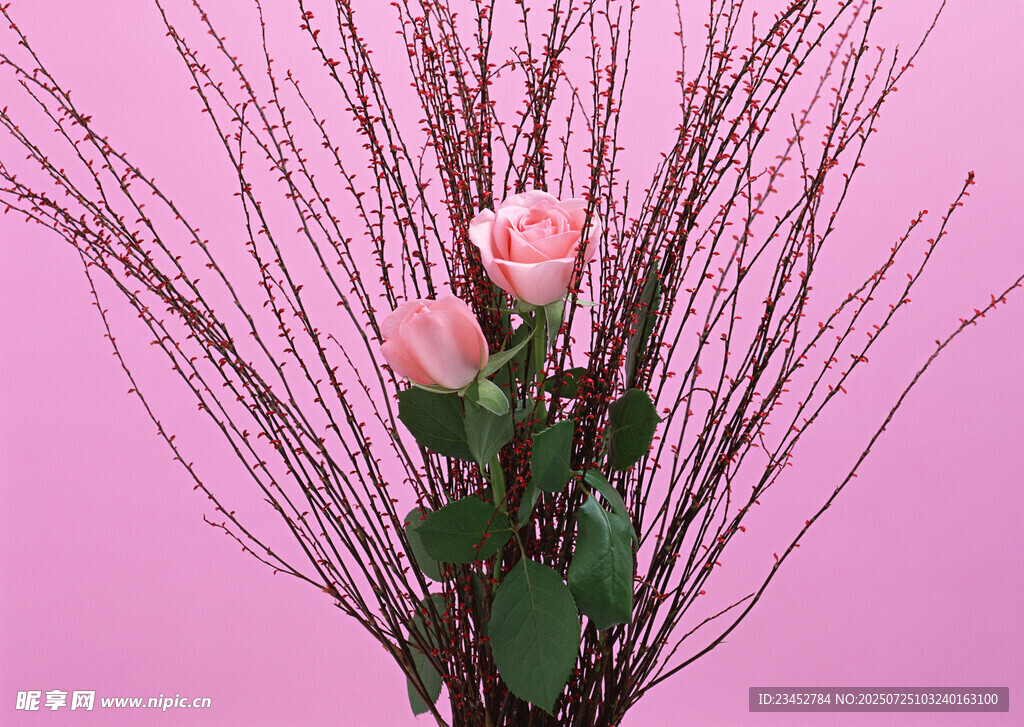粉色背景中的玫瑰与枝条