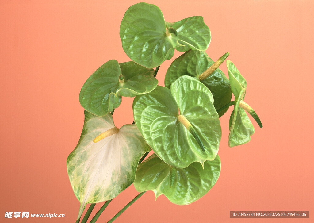 翠绿心形叶片的清新植物