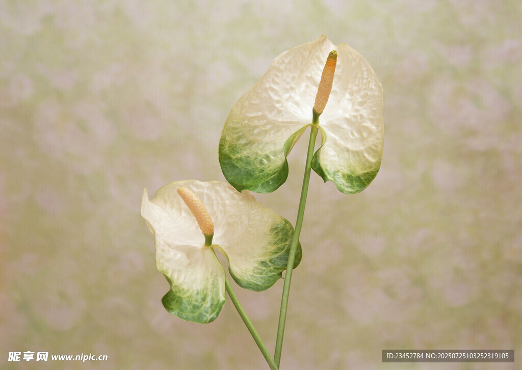 两朵别致的白色花朵