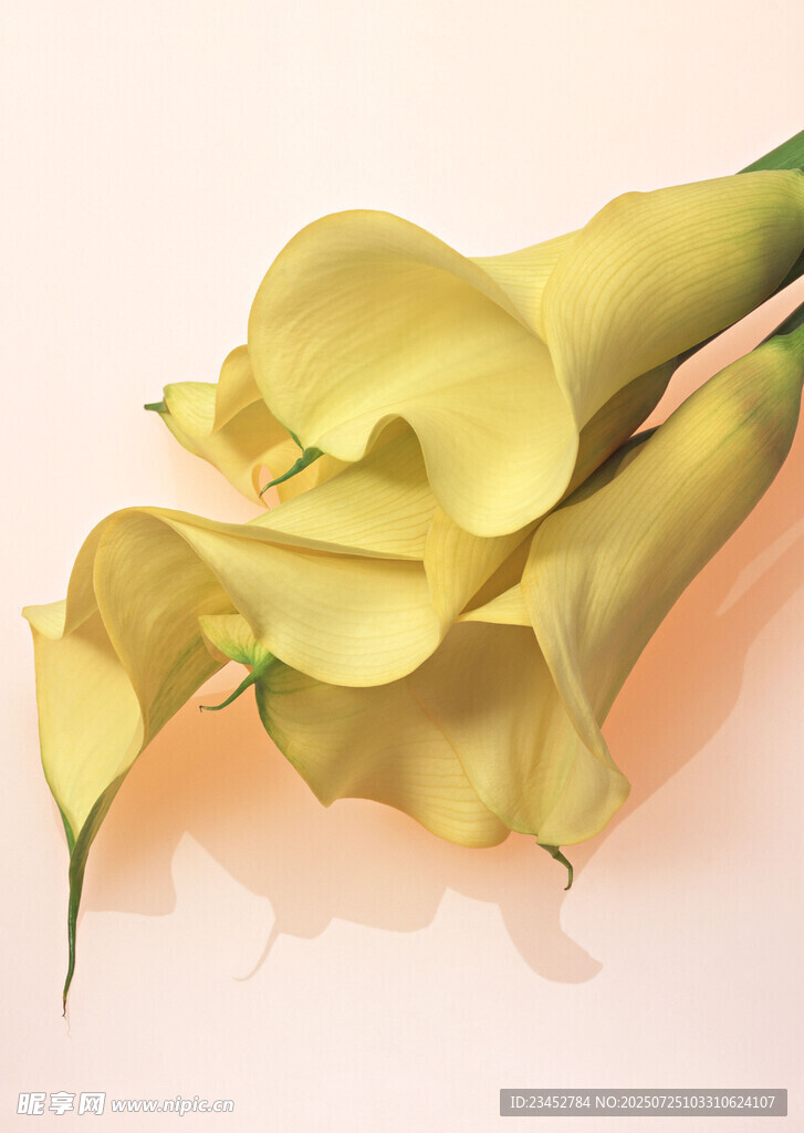 黄色马蹄莲花卉特写