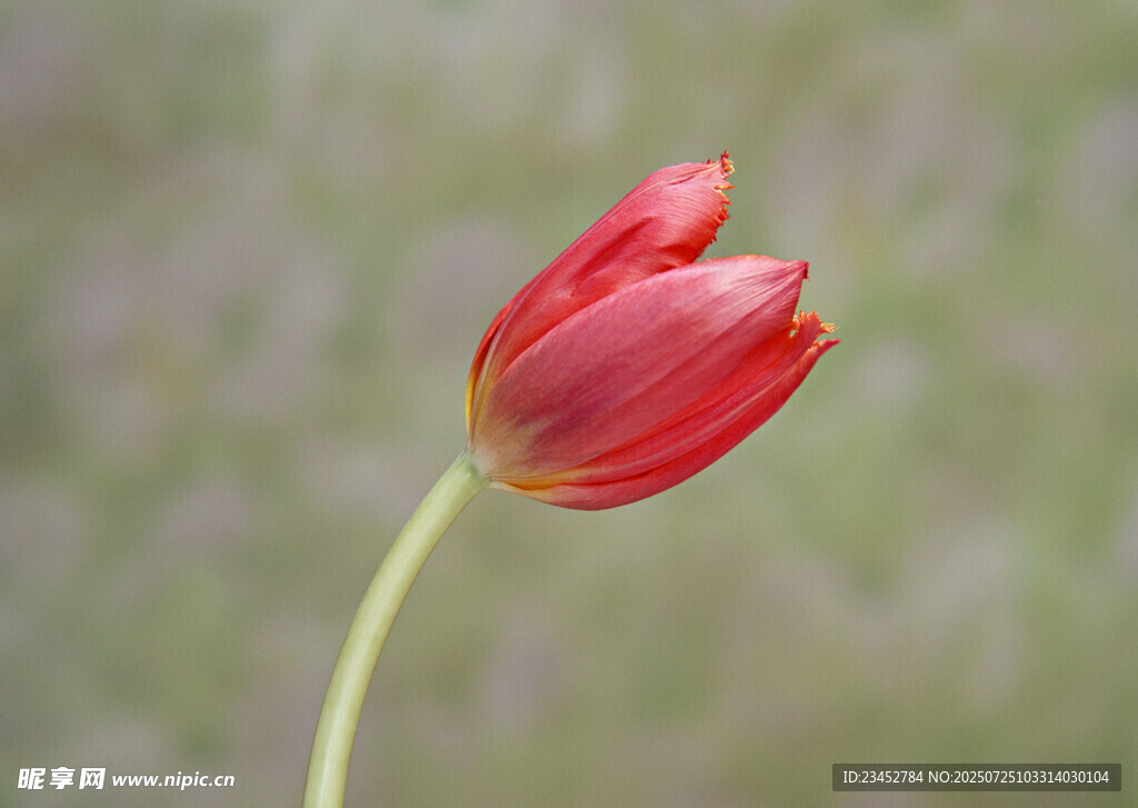 娇艳红色郁金香特写