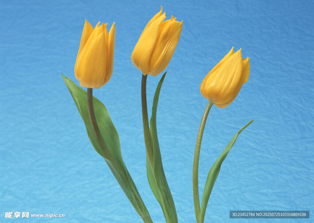 三朵黄色郁金香绽放