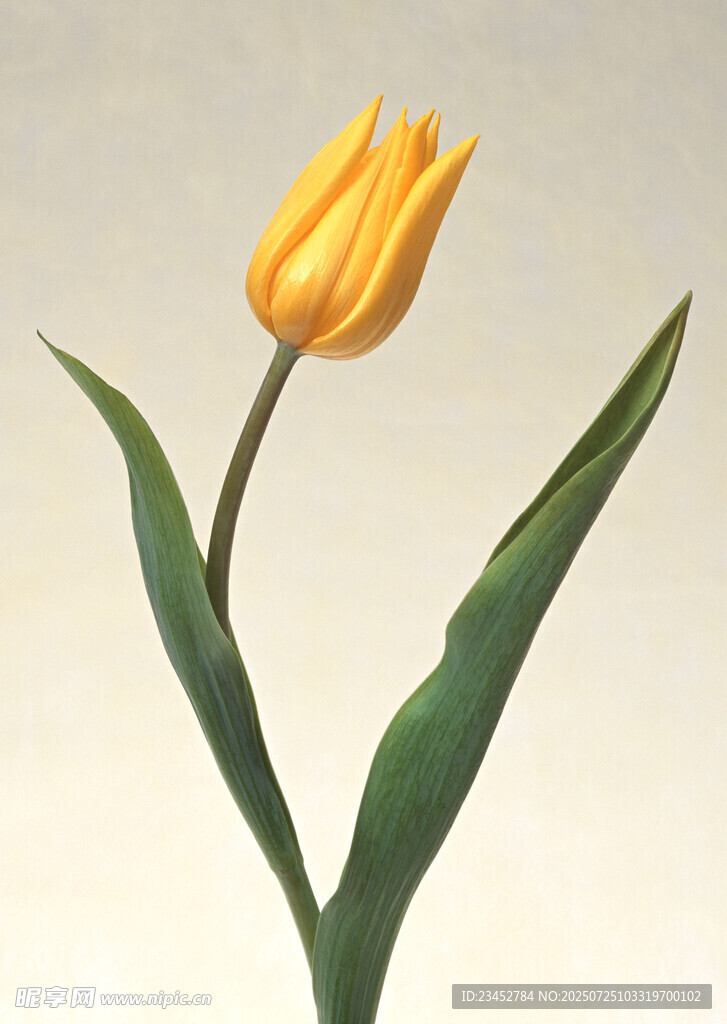 单枝黄色郁金香特写