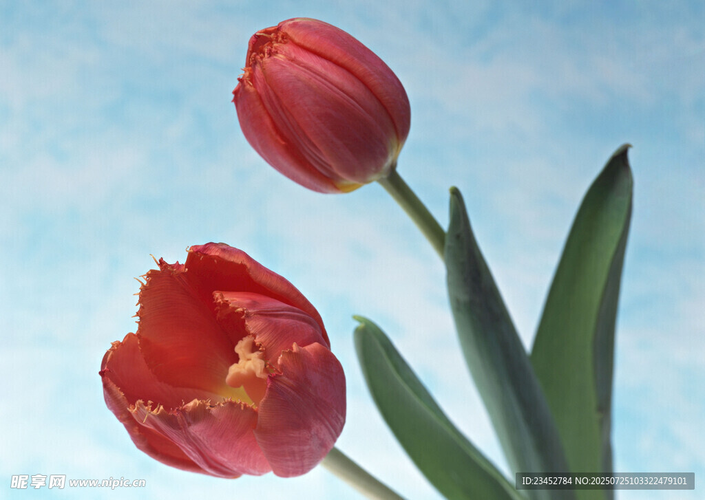 蓝天映衬下的两朵红郁金香
