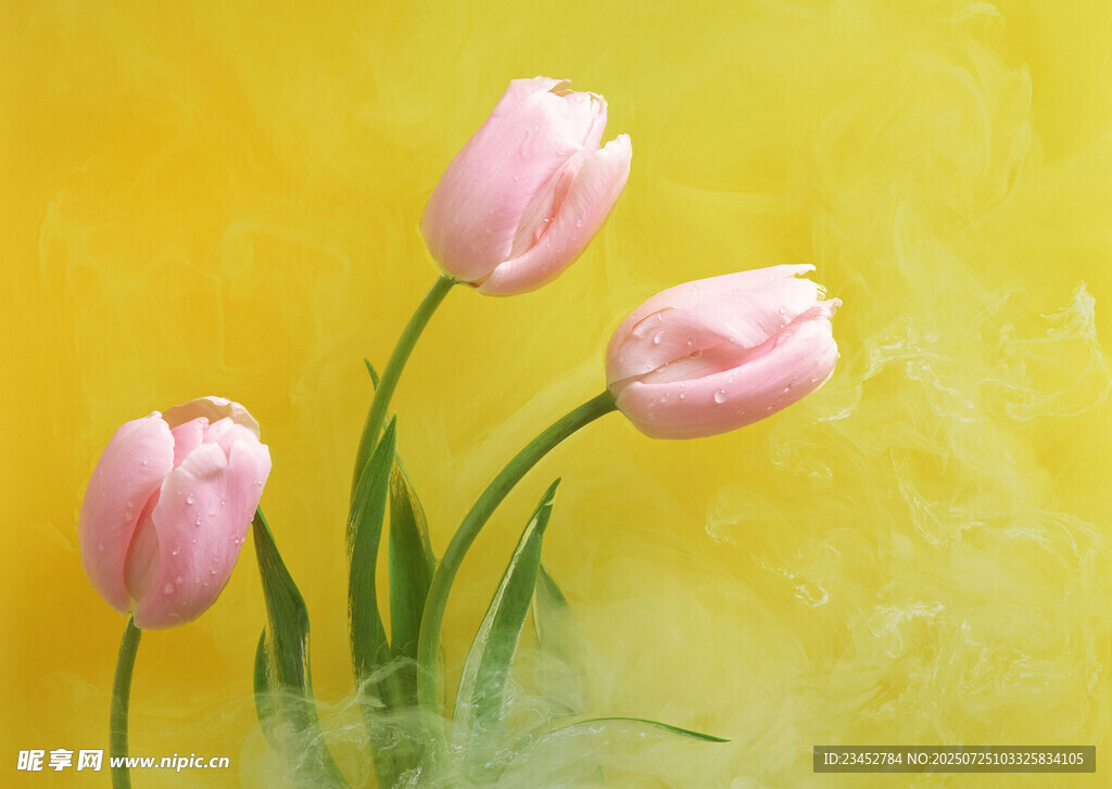 黄色背景上的粉色郁金香
