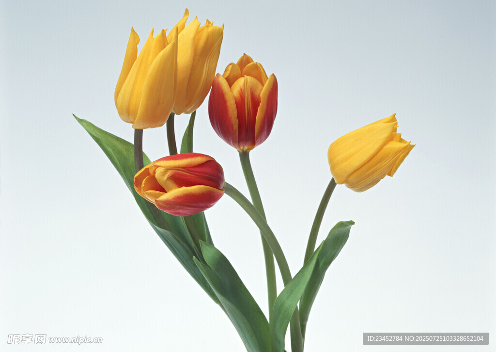 鲜艳多彩的郁金香花束