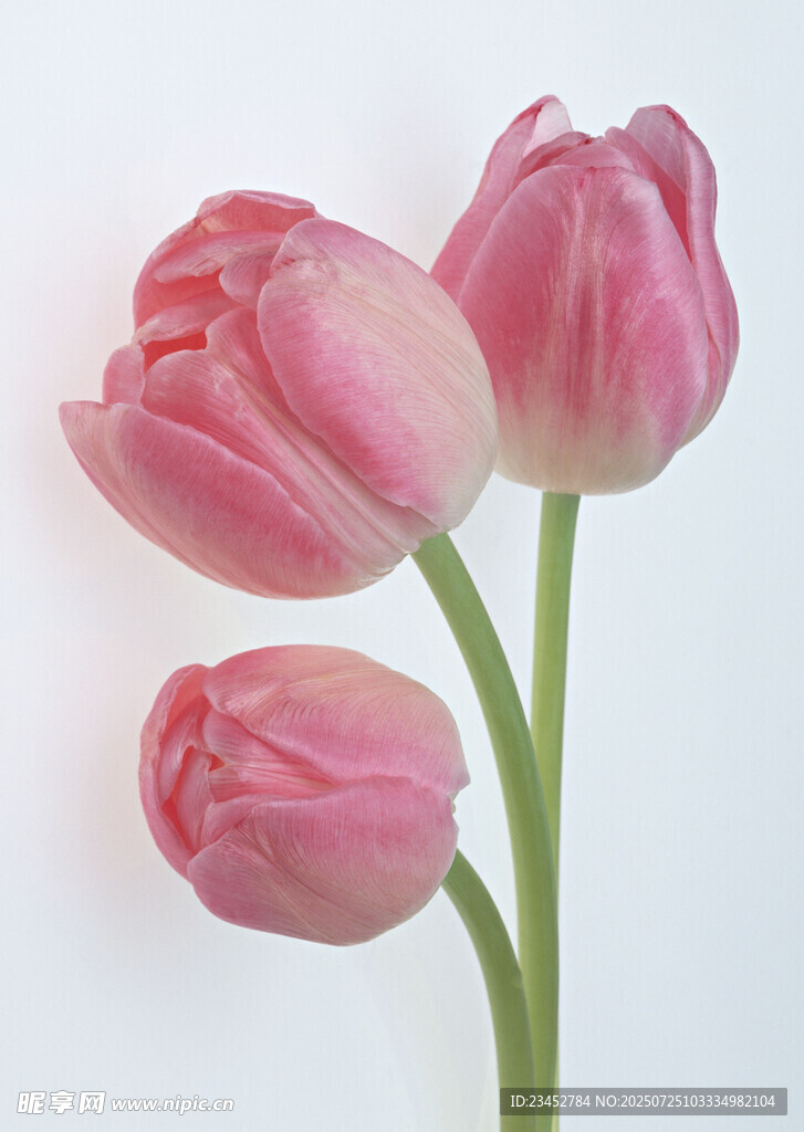 三朵柔美粉色郁金香