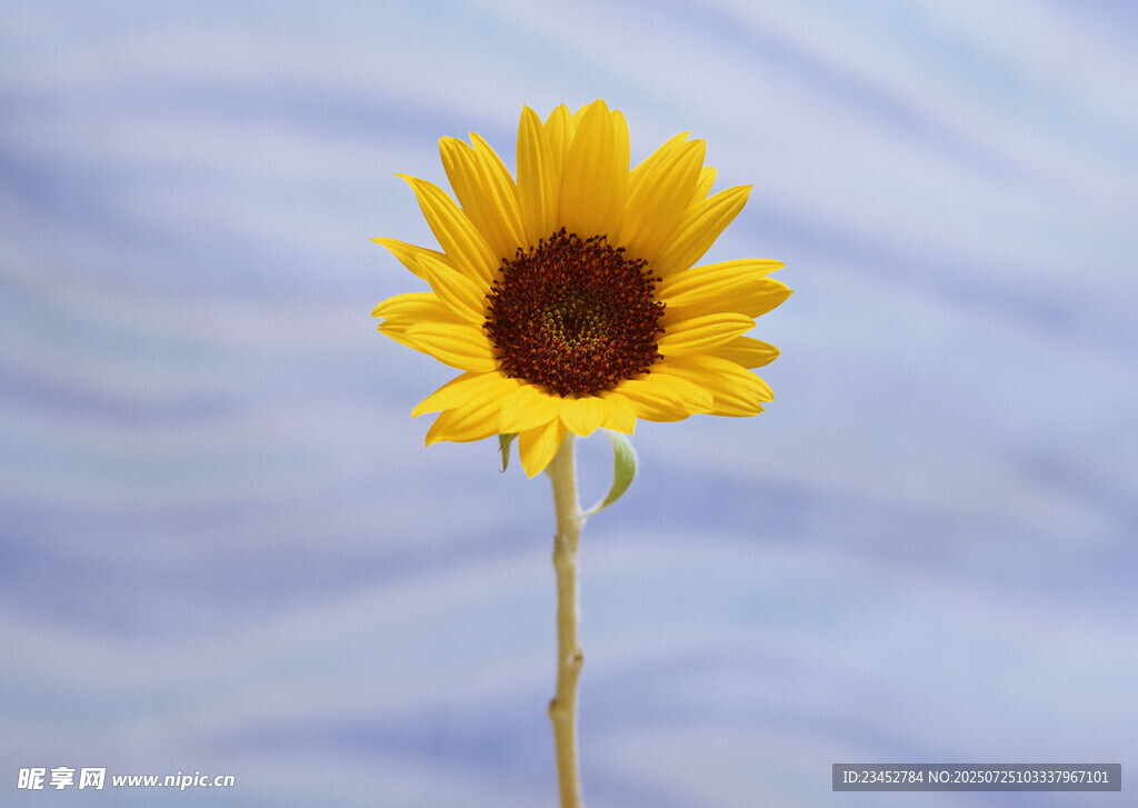 单枝向日葵绽放于蓝天