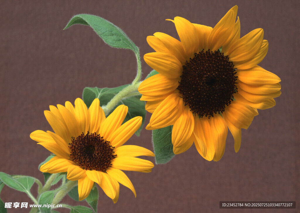 两朵向日葵绽放