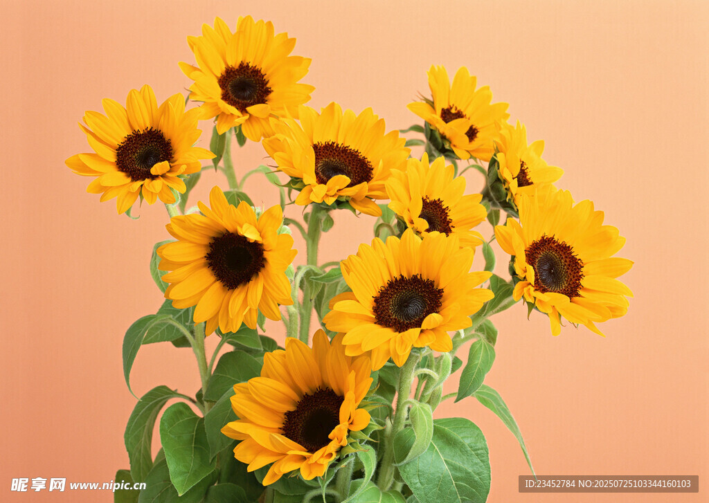 一束灿烂绽放的向日葵