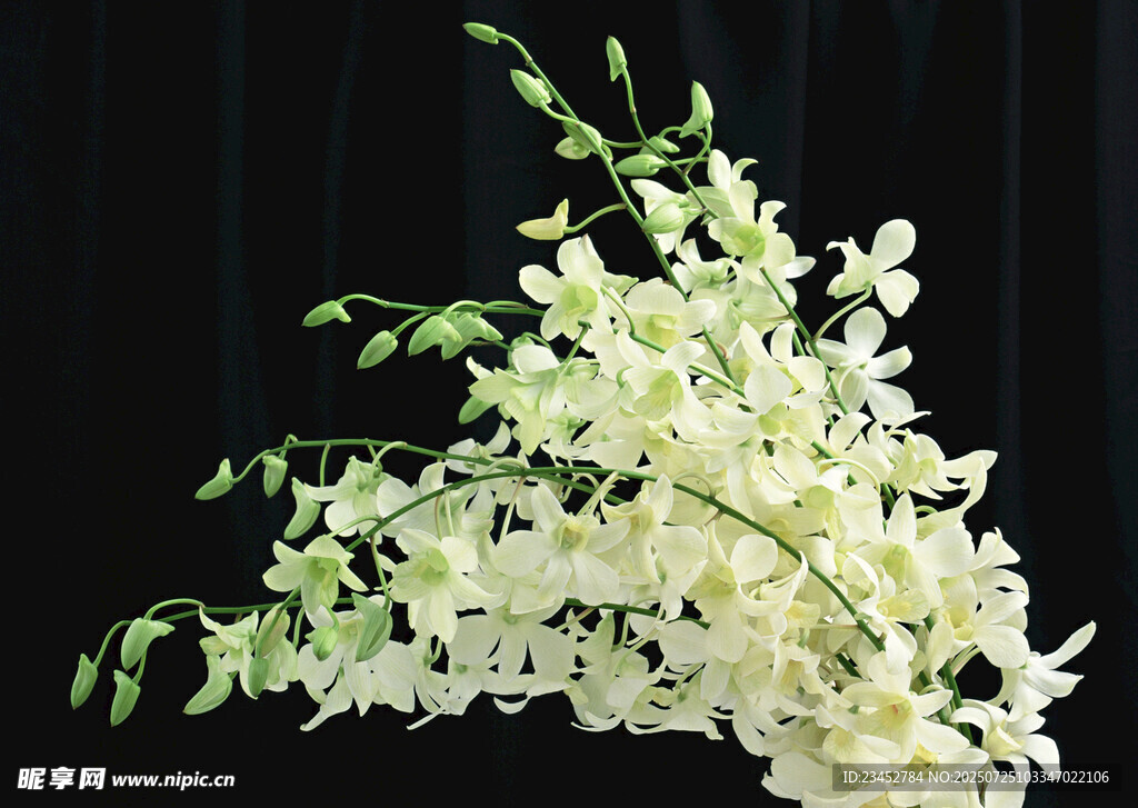 优雅白色兰花绽放