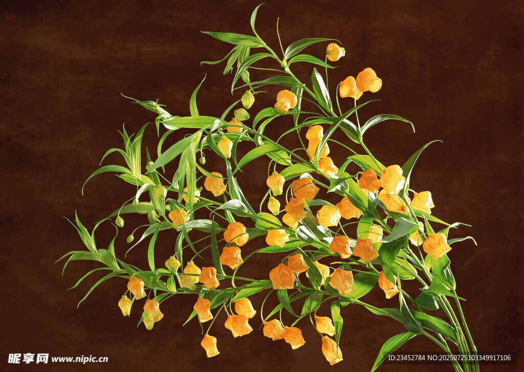 橙色小花绿植特写