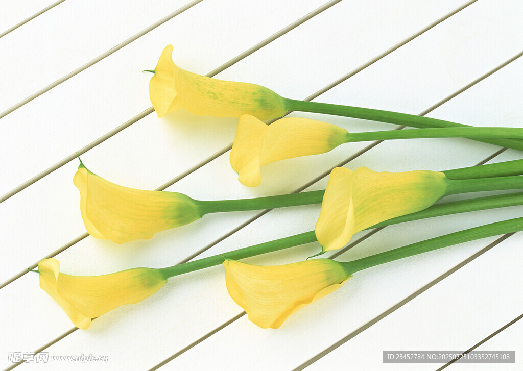 黄色马蹄莲清新花卉图