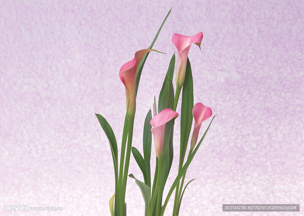 粉色马蹄莲绽放