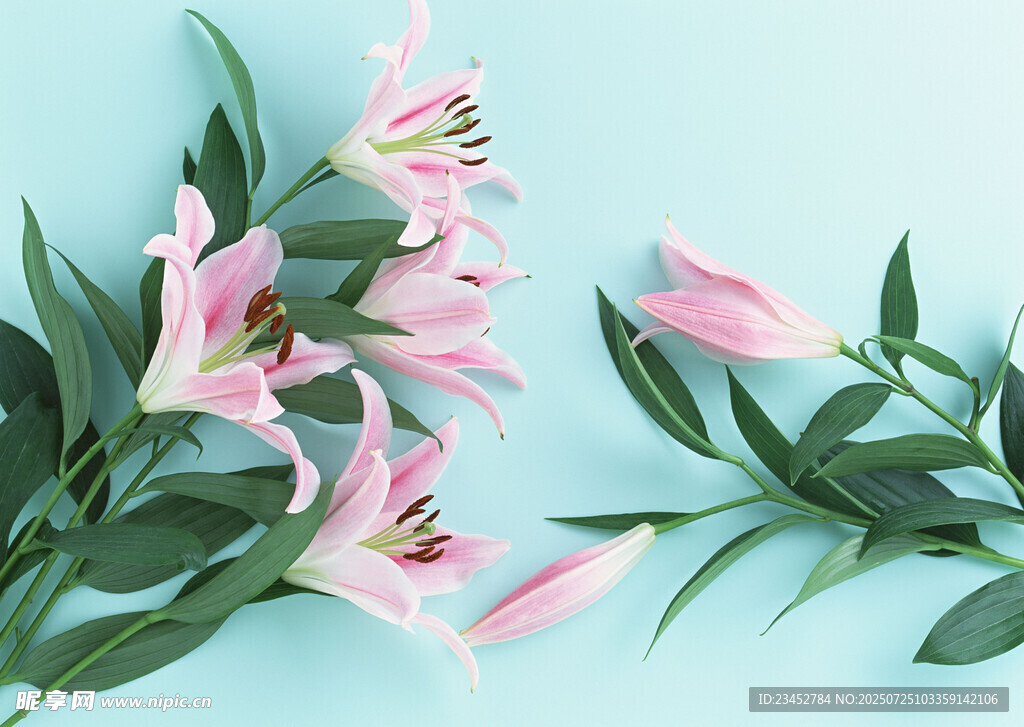 淡粉百合配绿叶清新画面