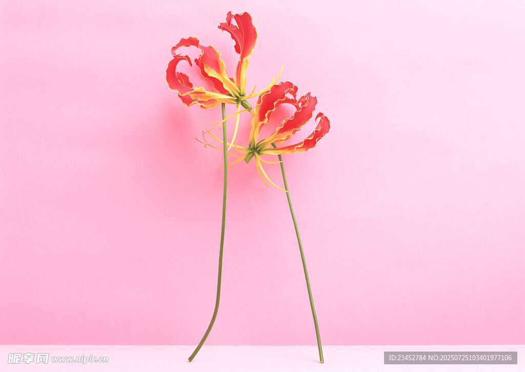 粉色背景上的两枝艳丽花朵