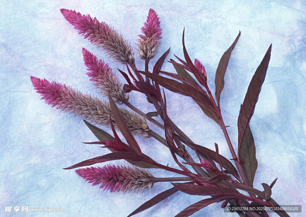 紫红色鸡冠花特写