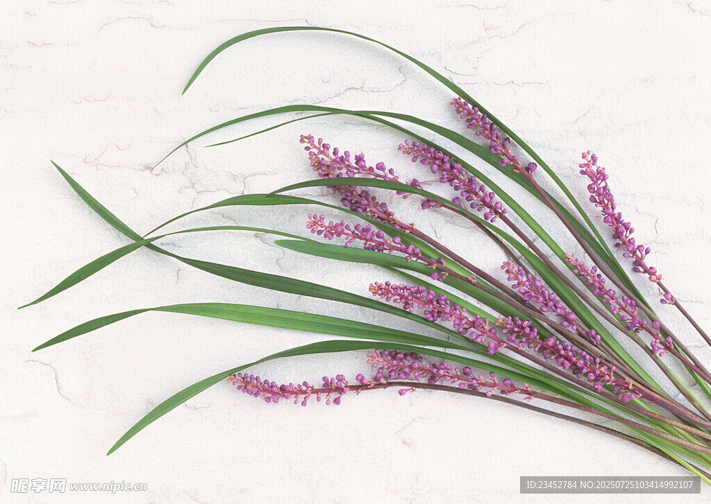 紫色穗状花 清新植物美