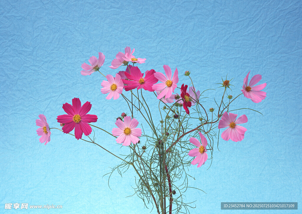 蓝天背景下的缤纷格桑花