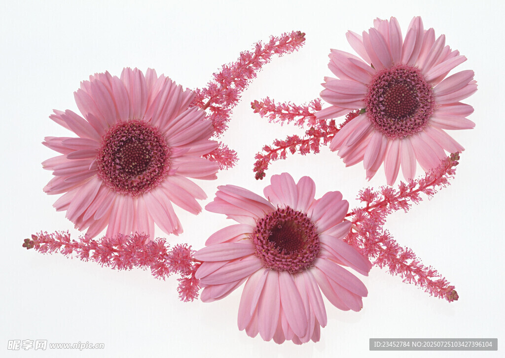 粉色雏菊与珠串装饰图案