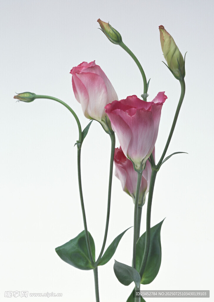 粉色洋桔梗花束