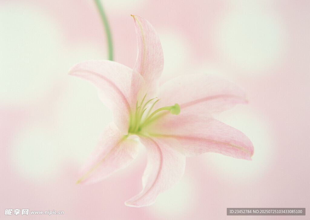 粉色柔美百合花特写