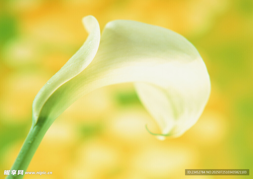 优雅马蹄莲特写
