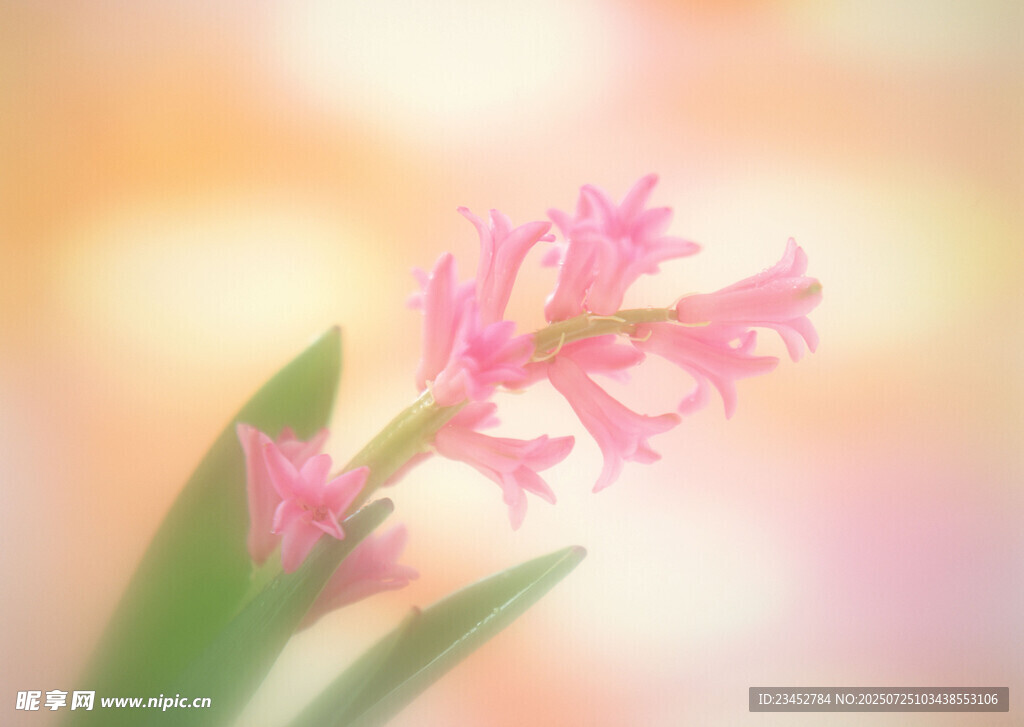 粉色风信子特写