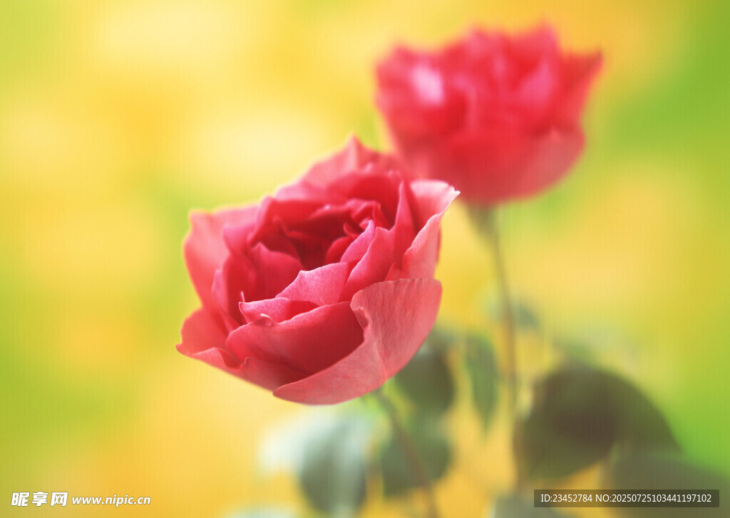 两朵娇艳红玫瑰