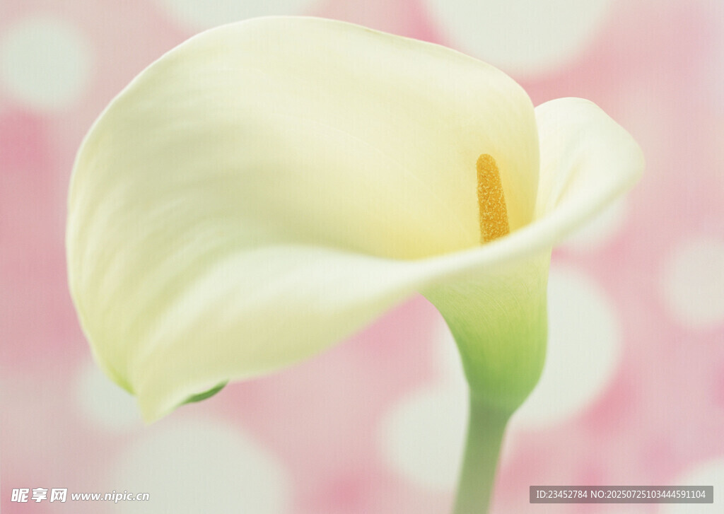 白色马蹄莲特写