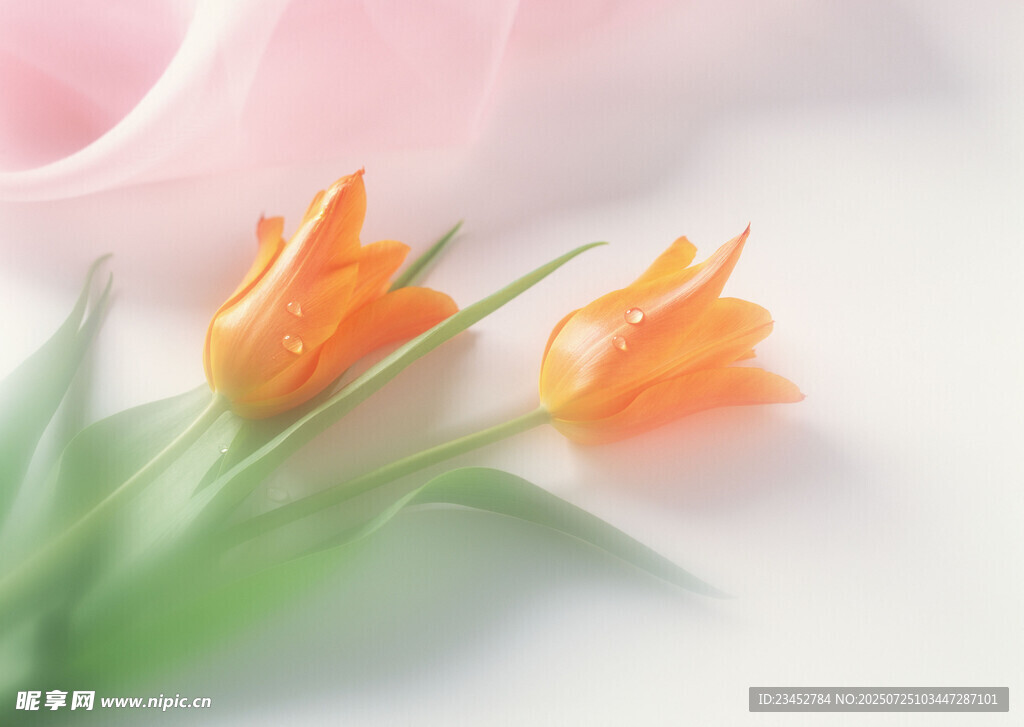 橙色郁金香绽放的美好