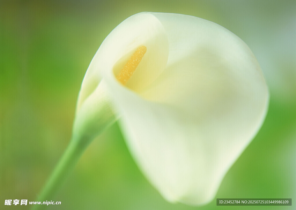 白色马蹄莲特写