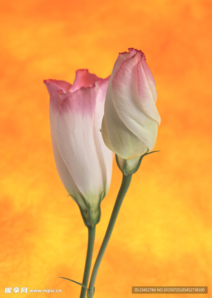 两朵柔美渐变色彩的鲜花