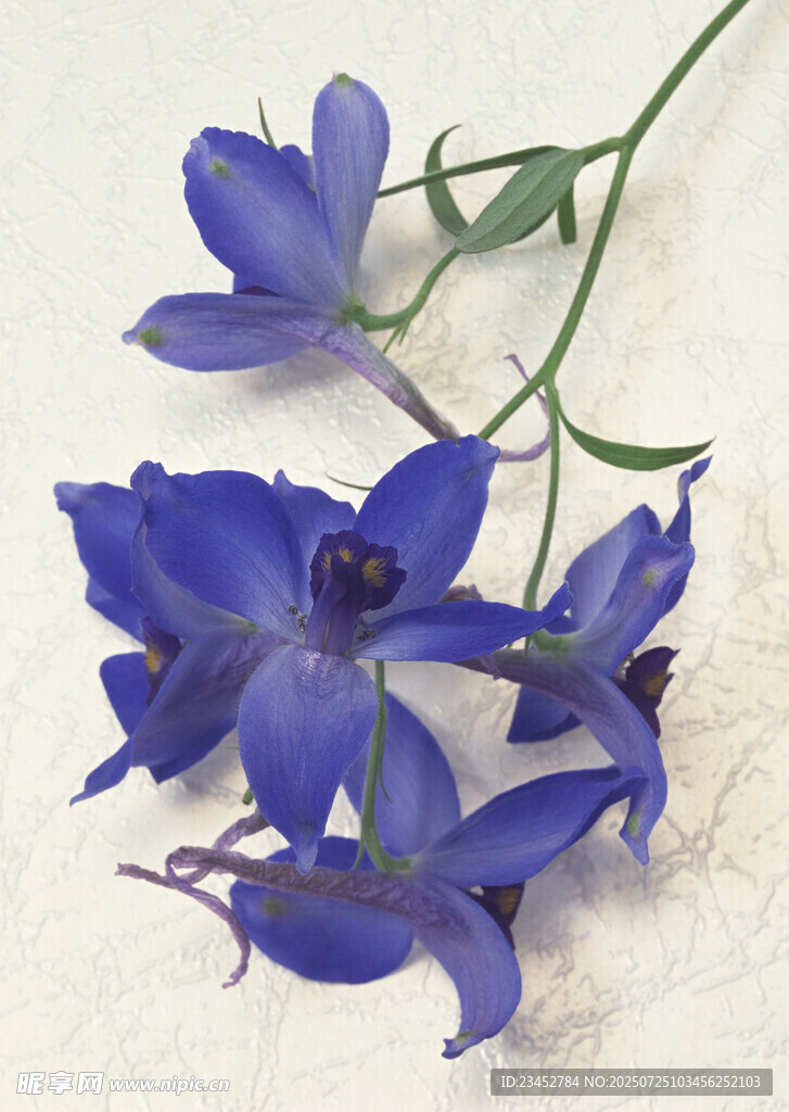 蓝色优雅飞燕草花朵