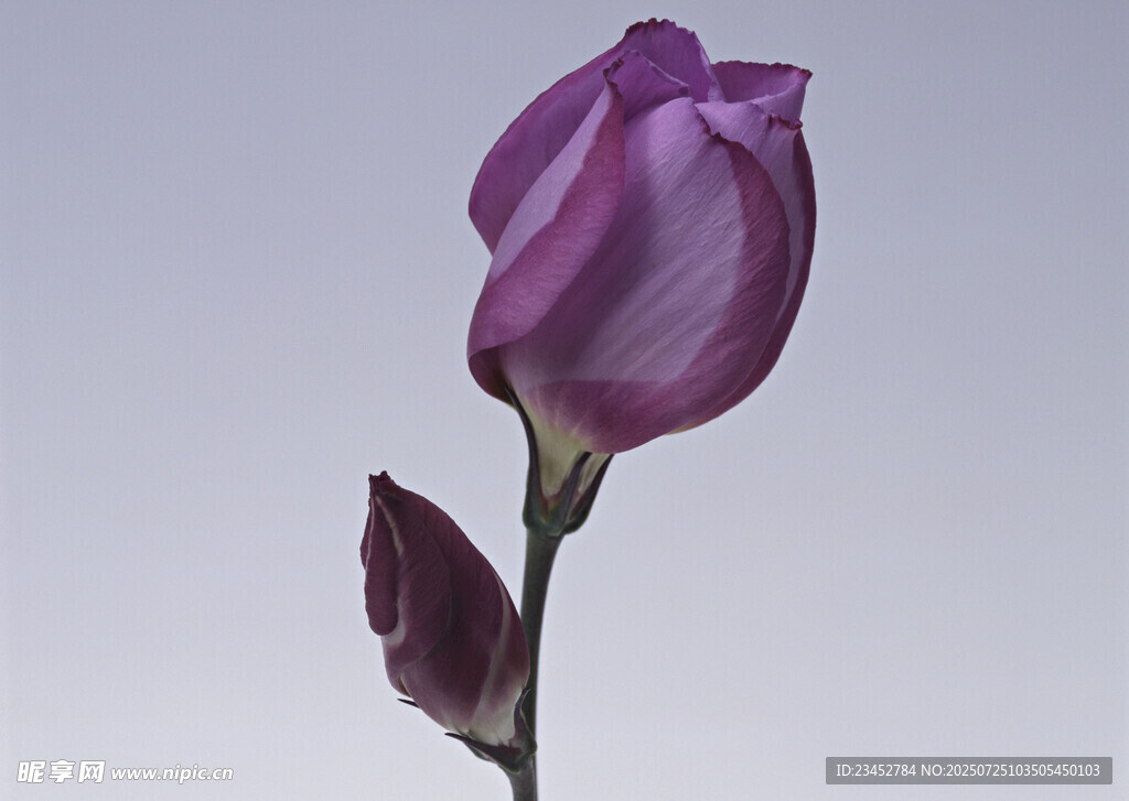 紫色郁金香单枝花